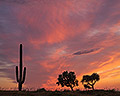 Cactus Sunset, Superstition Wilderness, Arizona