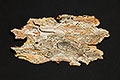 Tree Bark Fragment